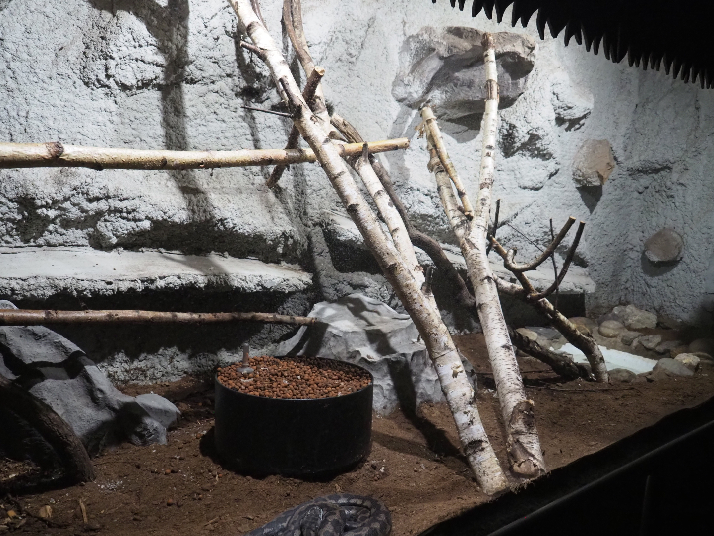 Carpet python terrarium, 2020-06-20