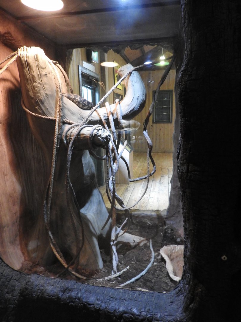 Carpet Python/Three-toed Box Turtle Exhibit