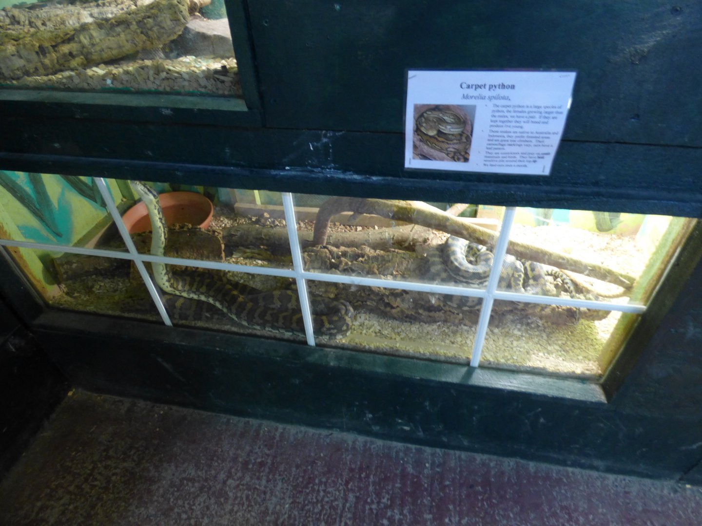 Carpet Python Vivarium
