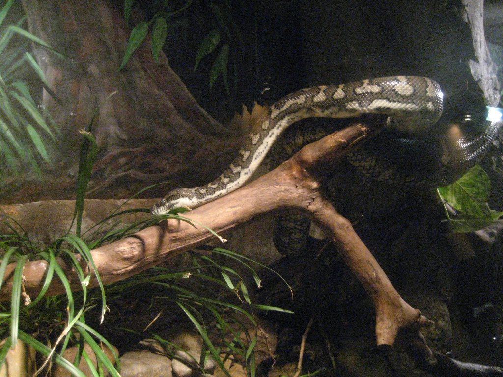 Carpet Python