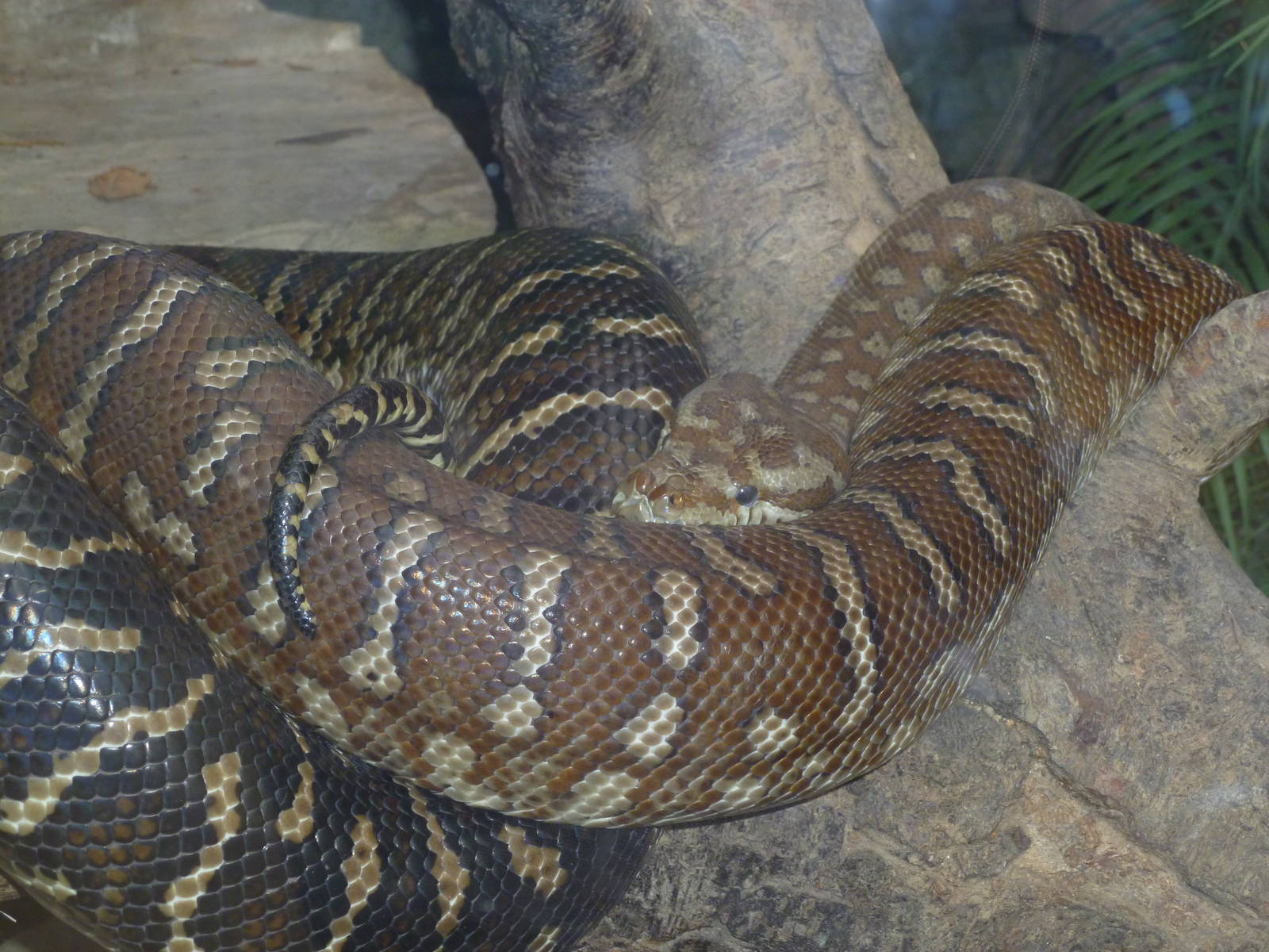Carpet python