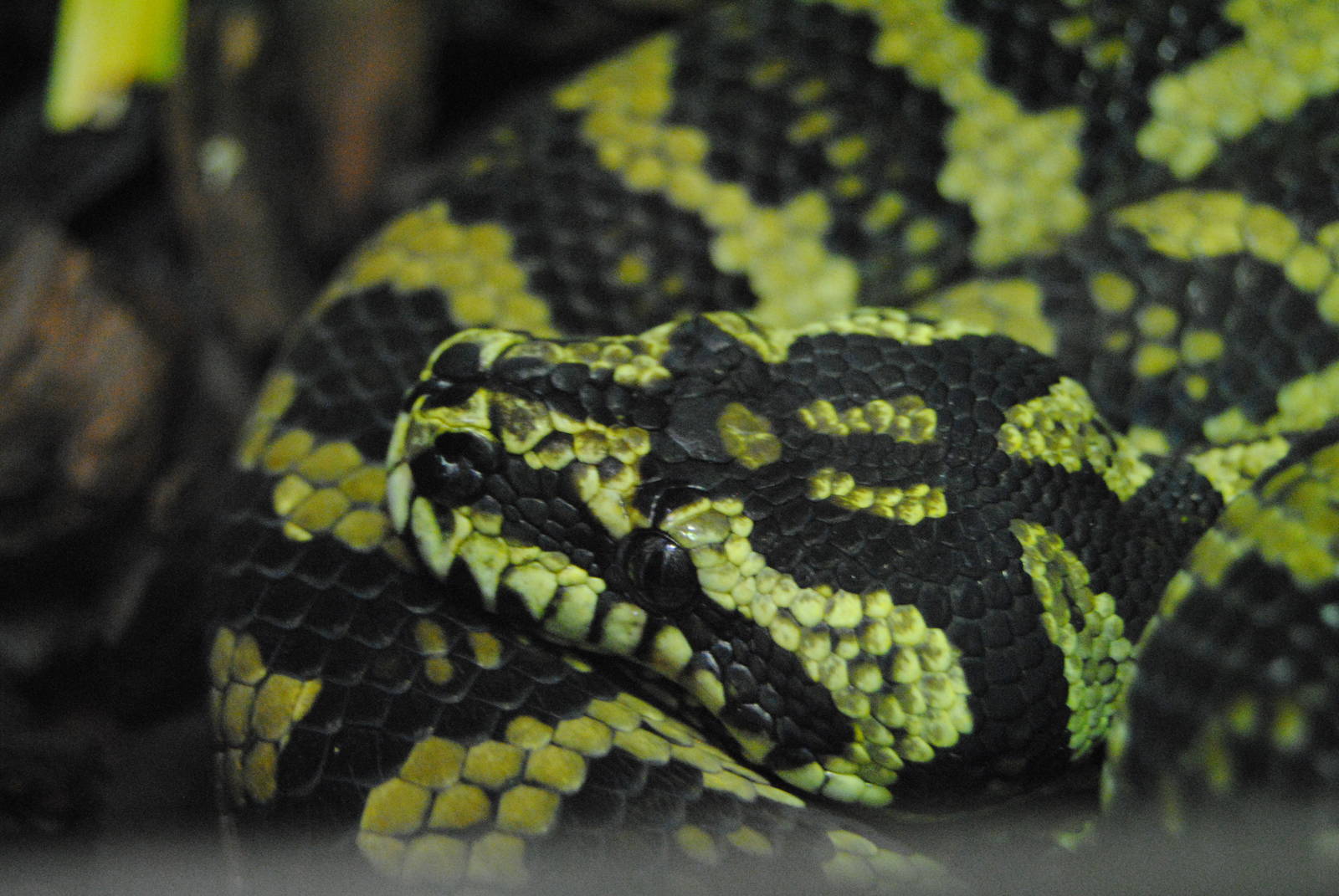 Carpet python