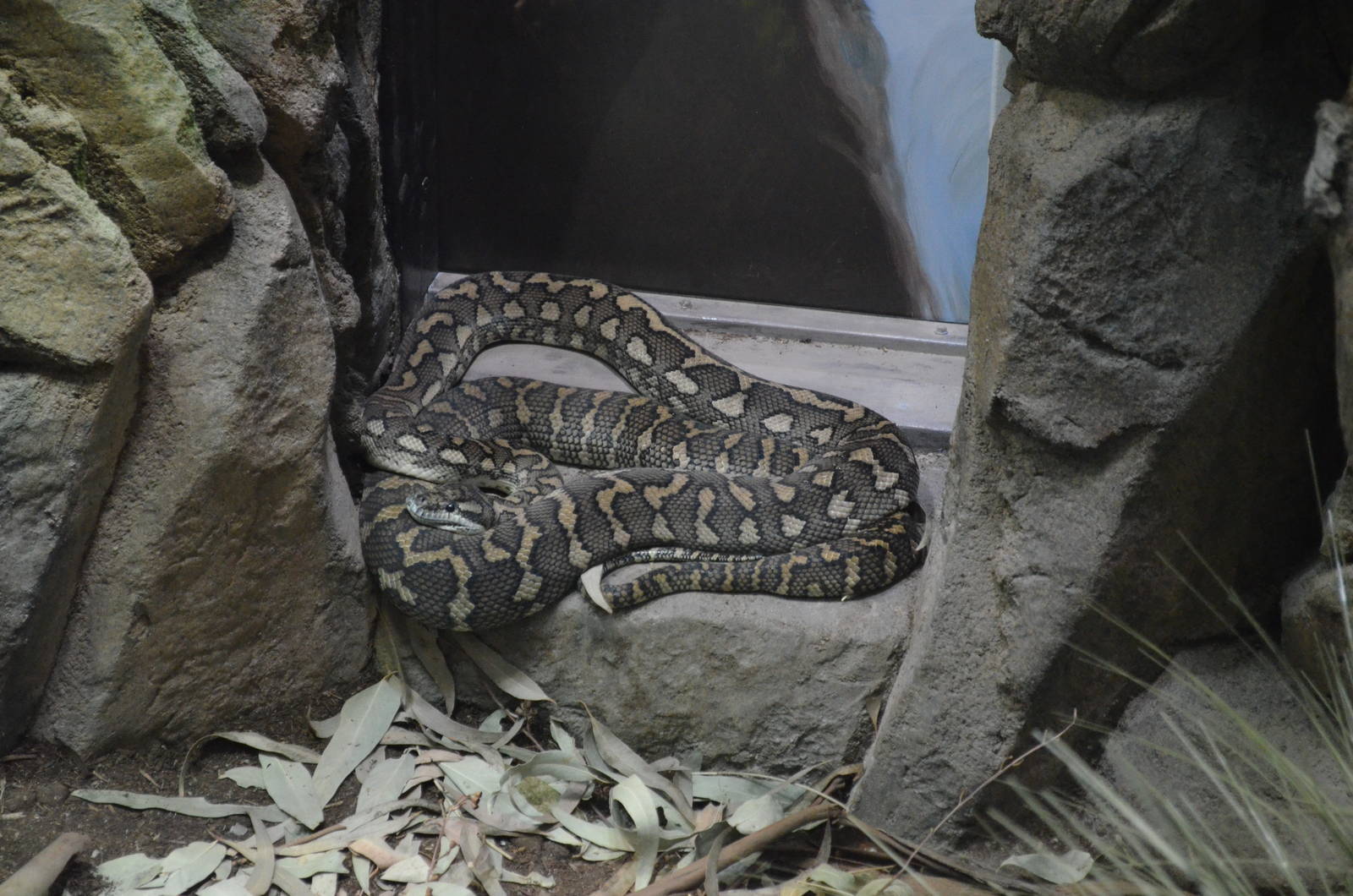CARPET PYTHON