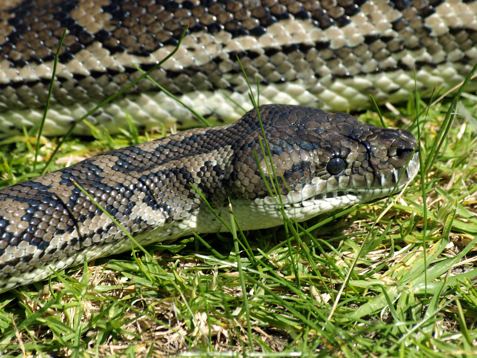 Carpet python
