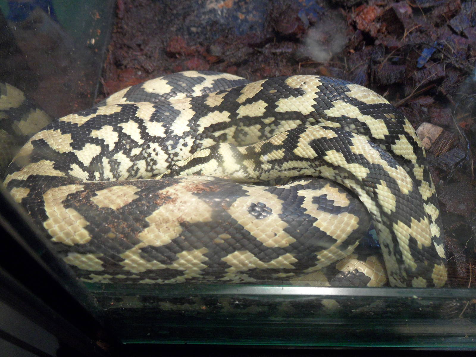 Carpet python