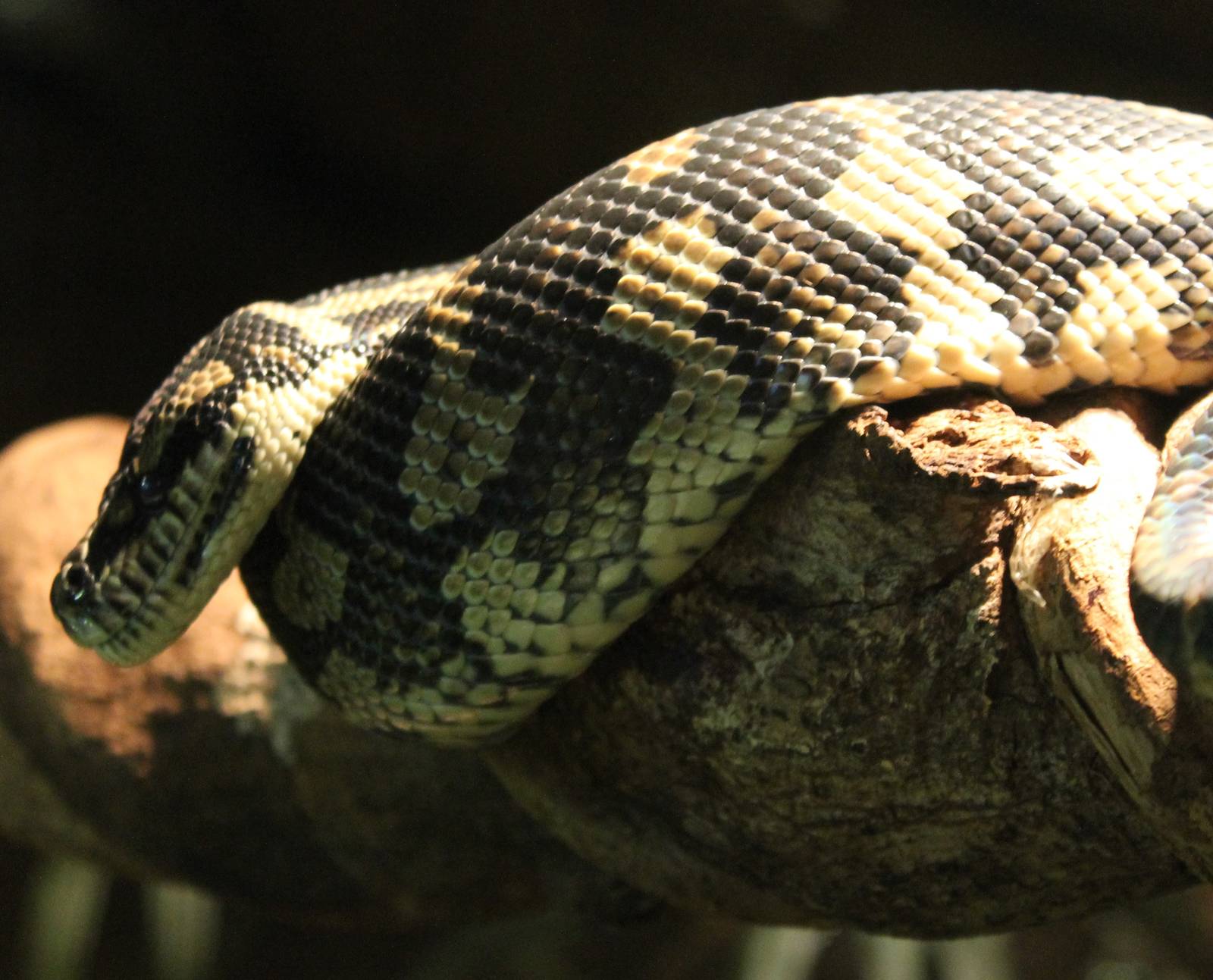 Carpet python