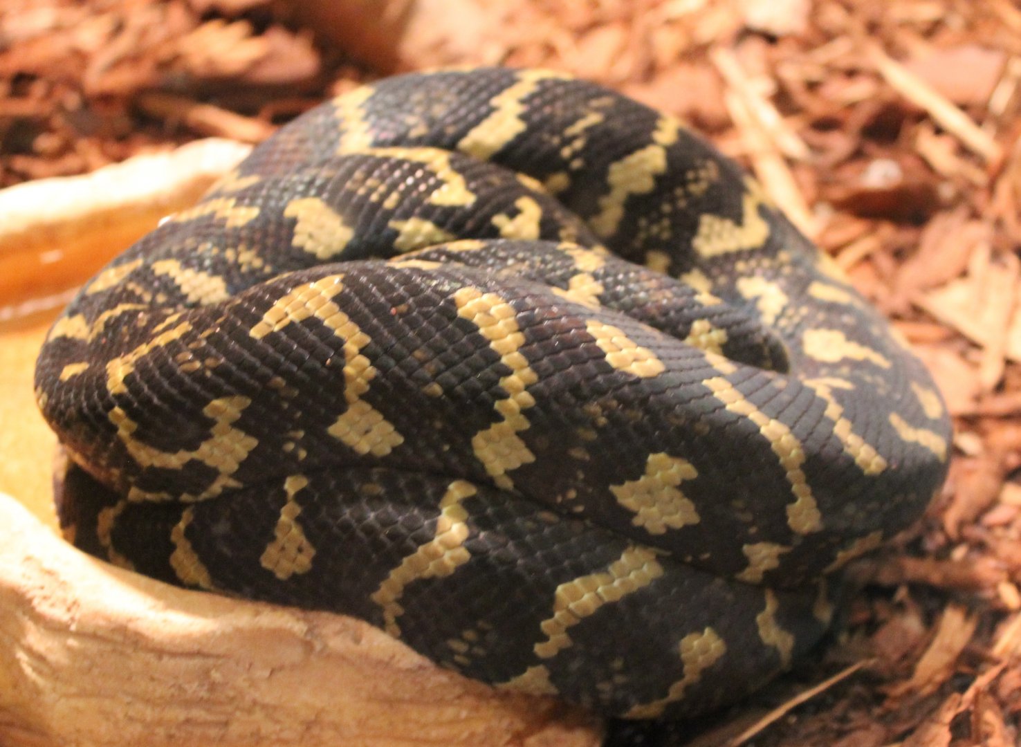 Carpet python