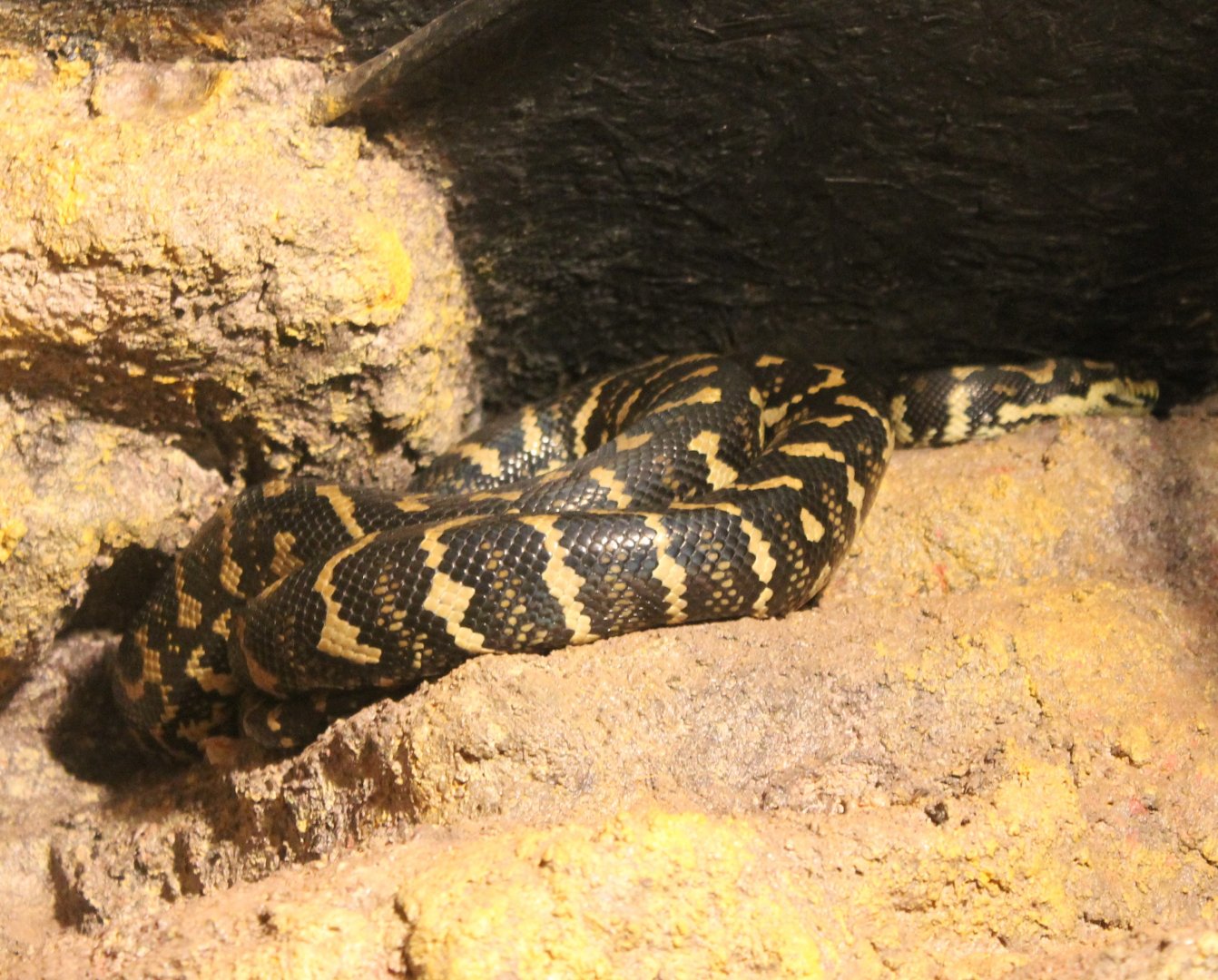 Carpet python