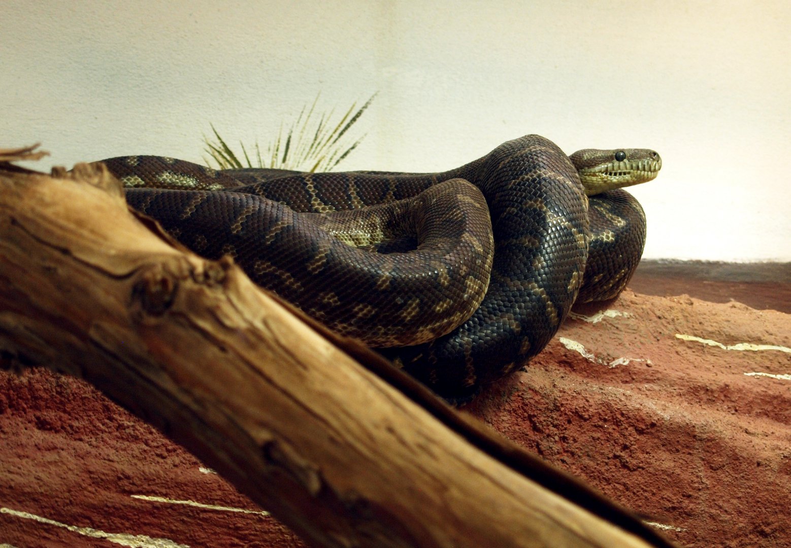 Carpet python