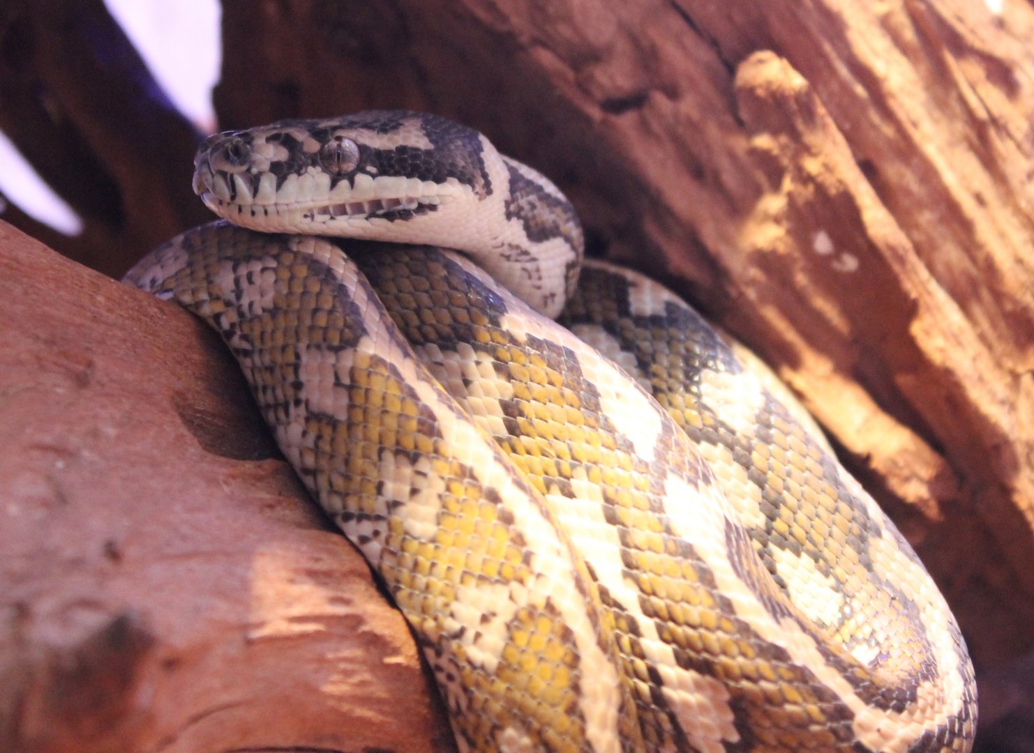 Carpet python