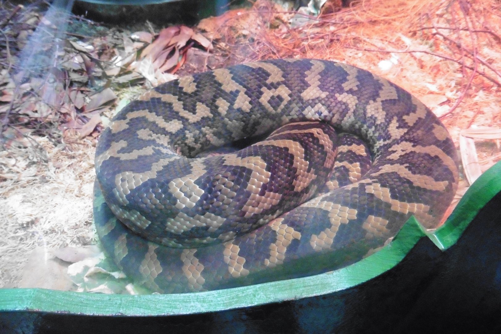 Carpet Python