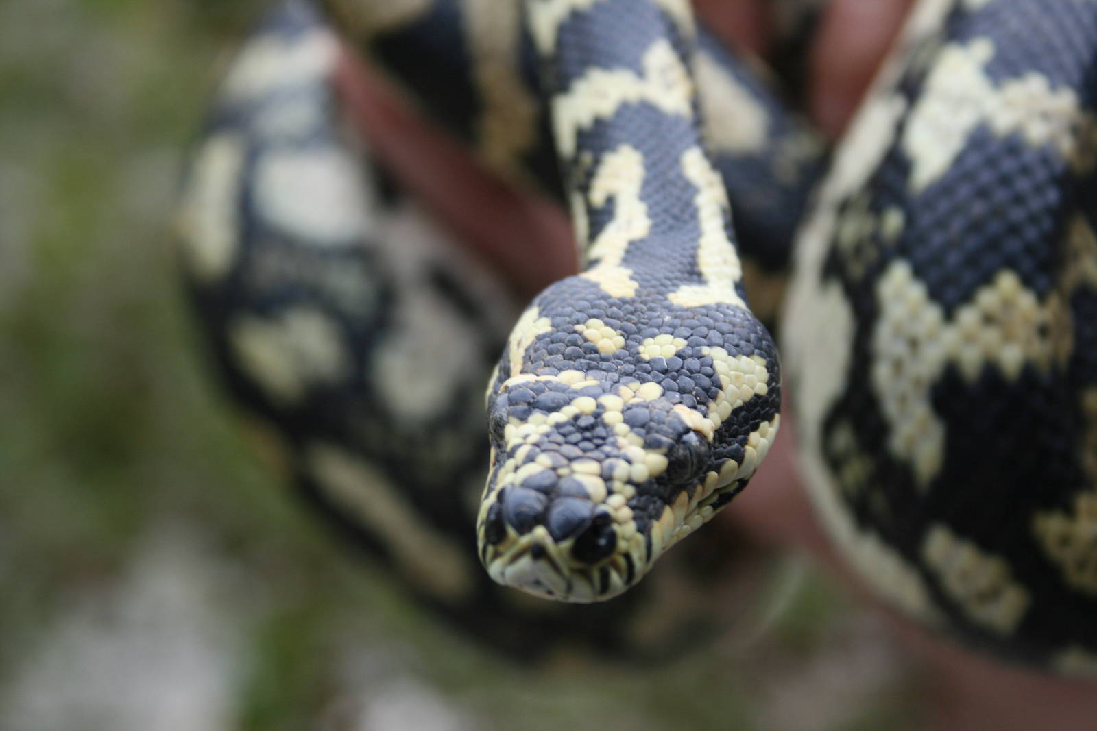 carpet python