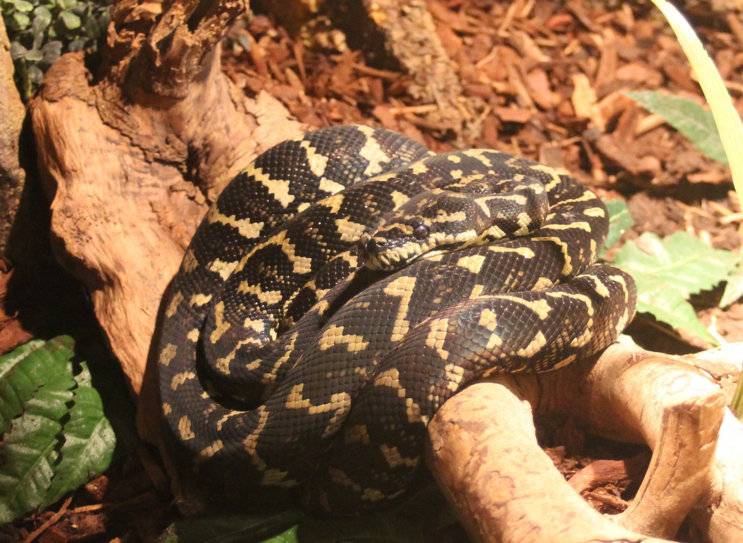 Carpet python