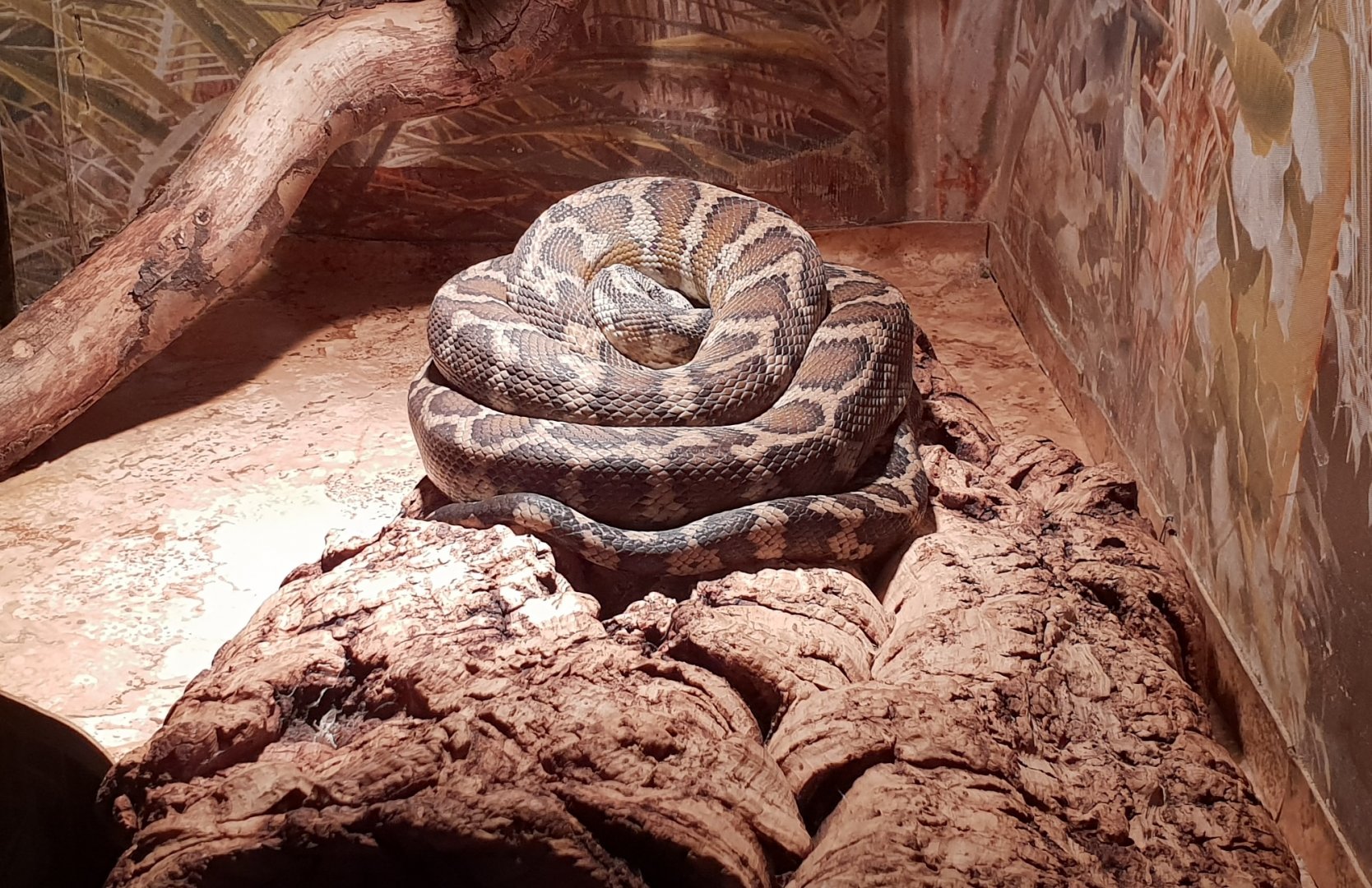 Carpet python