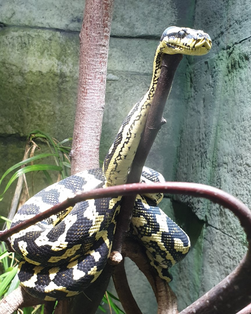 Carpet python