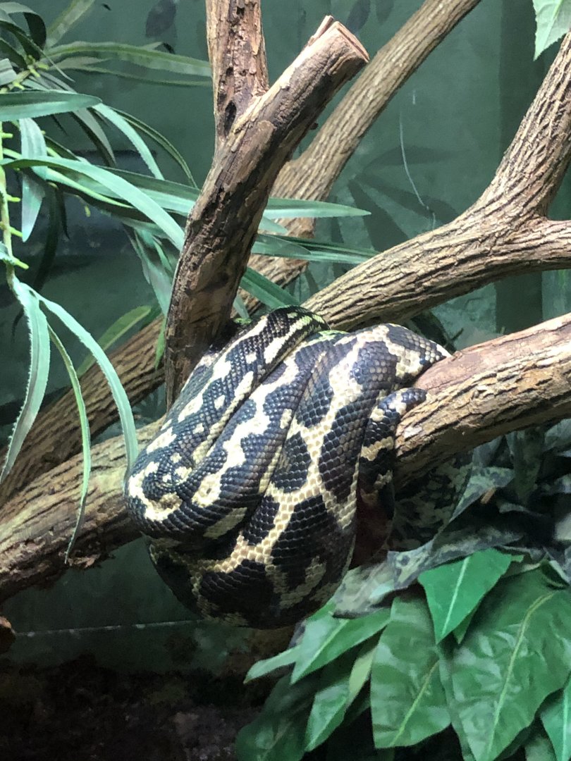 Carpet Python