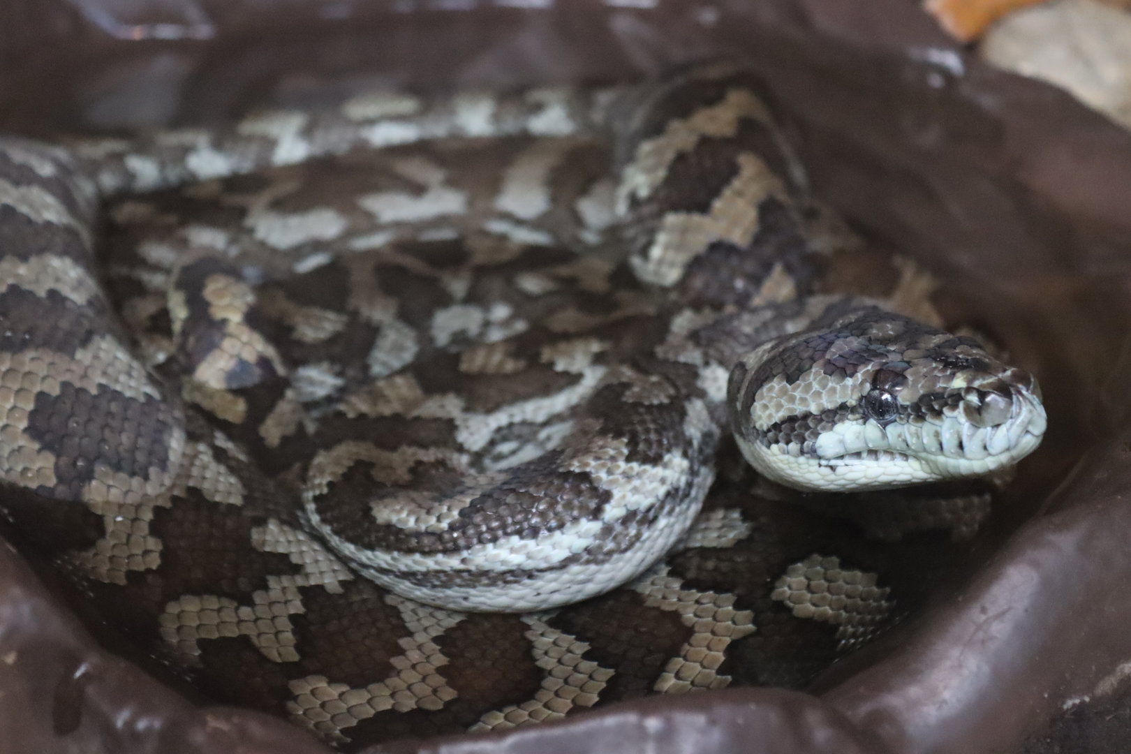Carpet Python