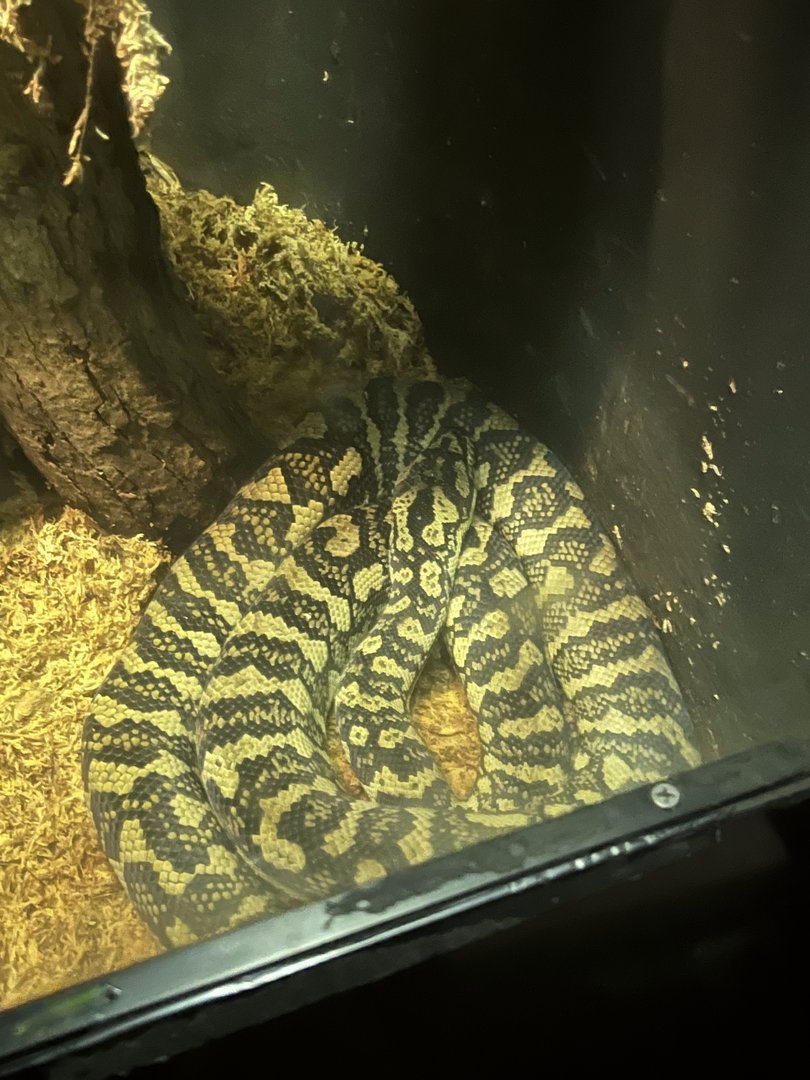 Carpet python