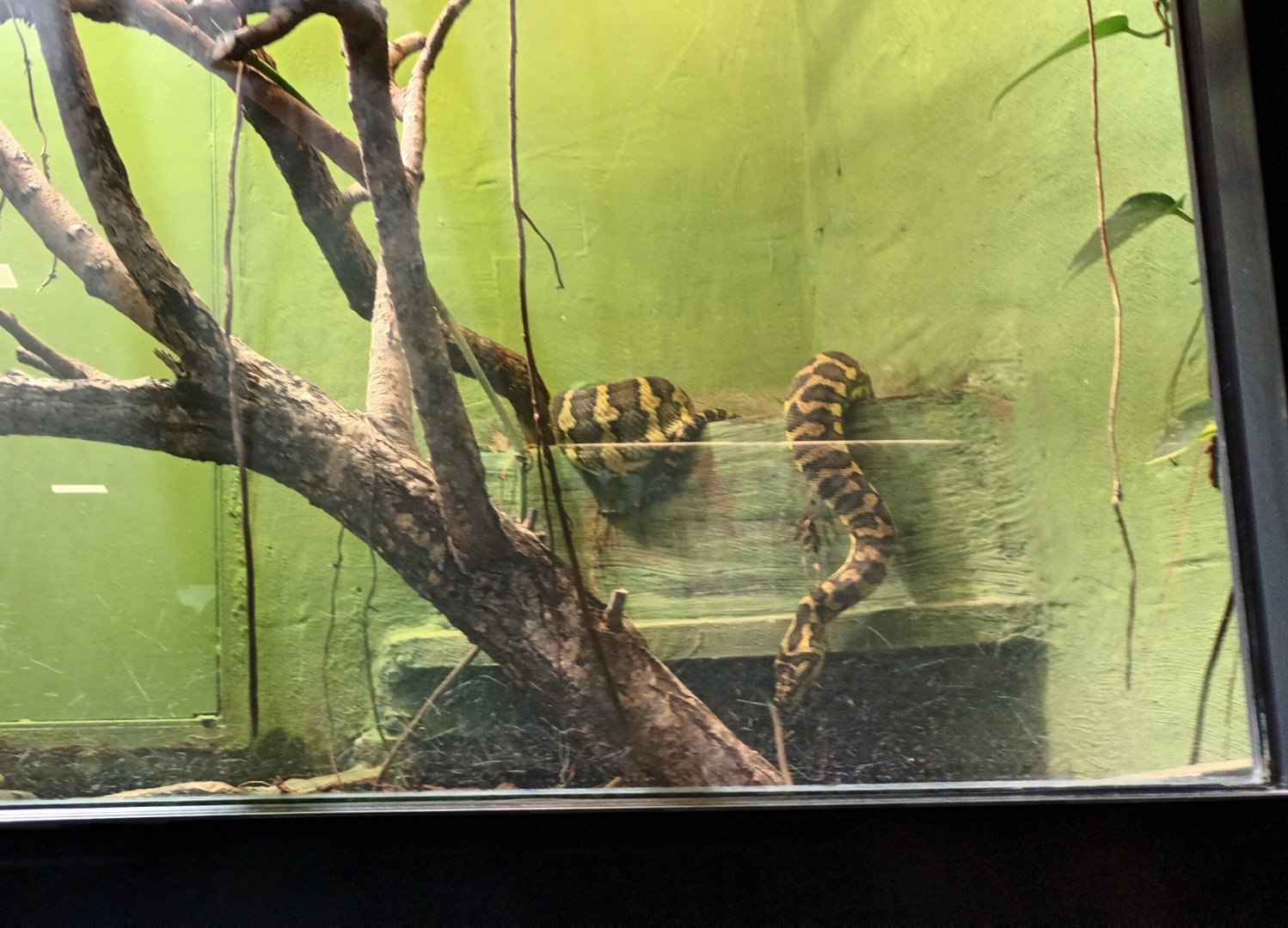 Carpet Python