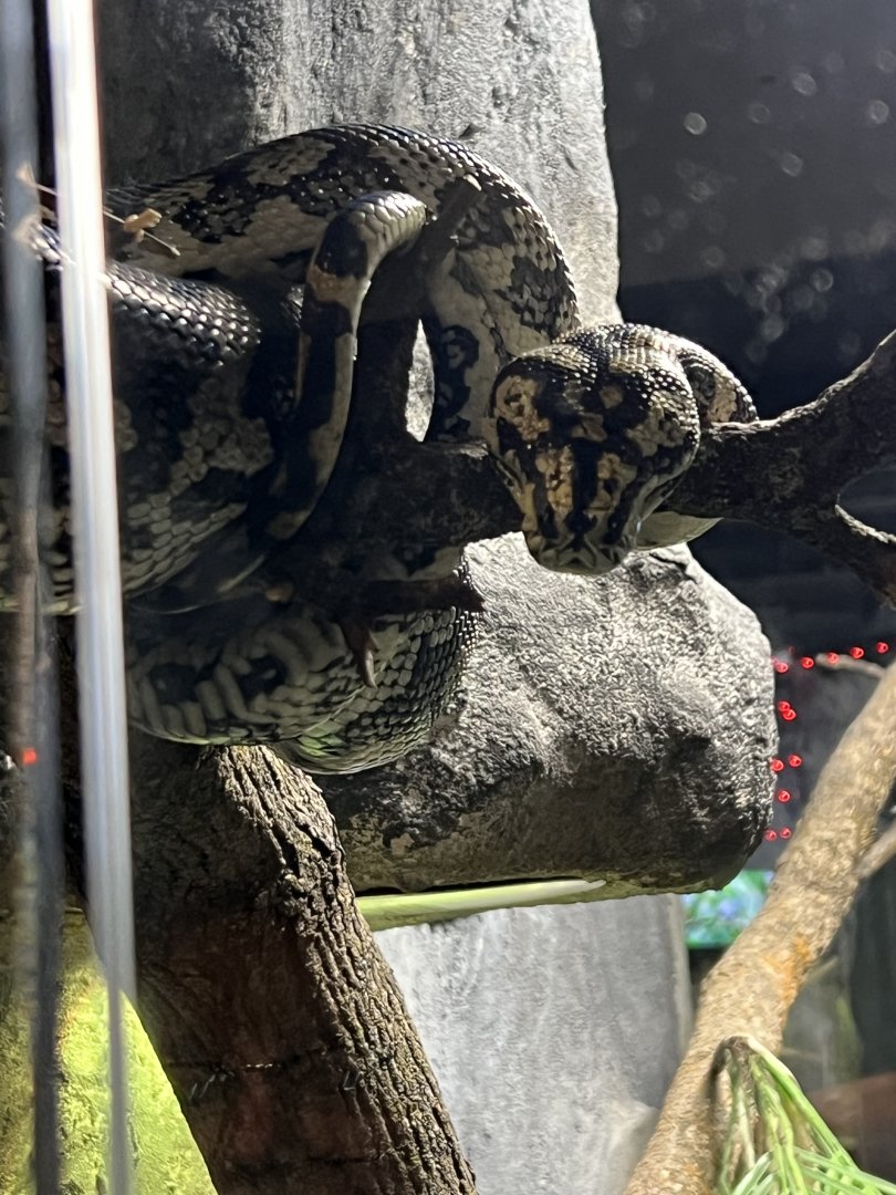 Carpet Python