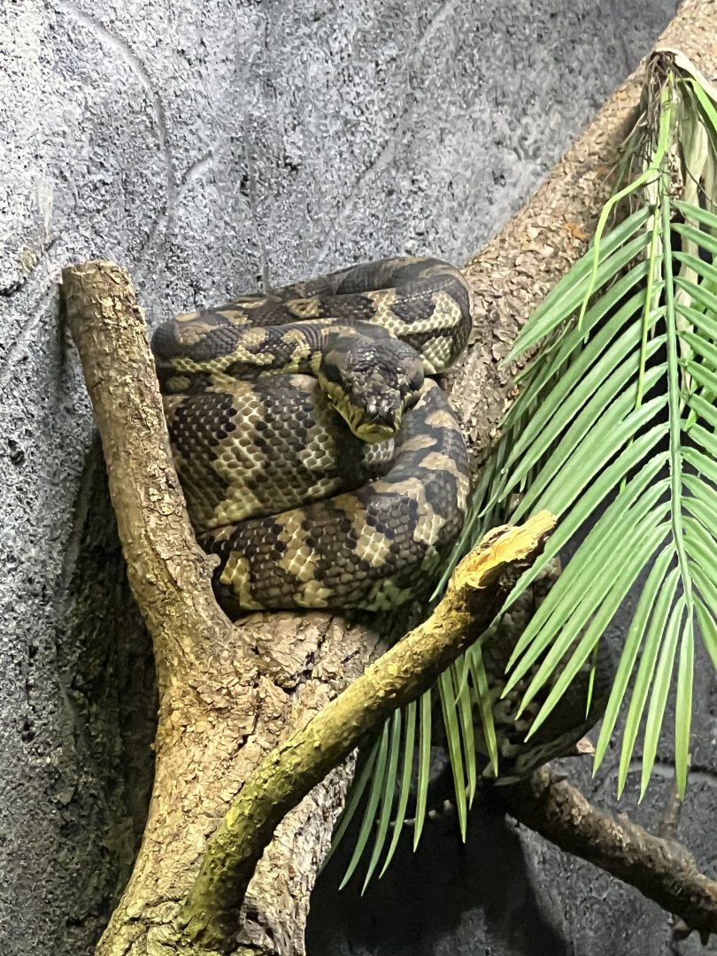 Carpet Python