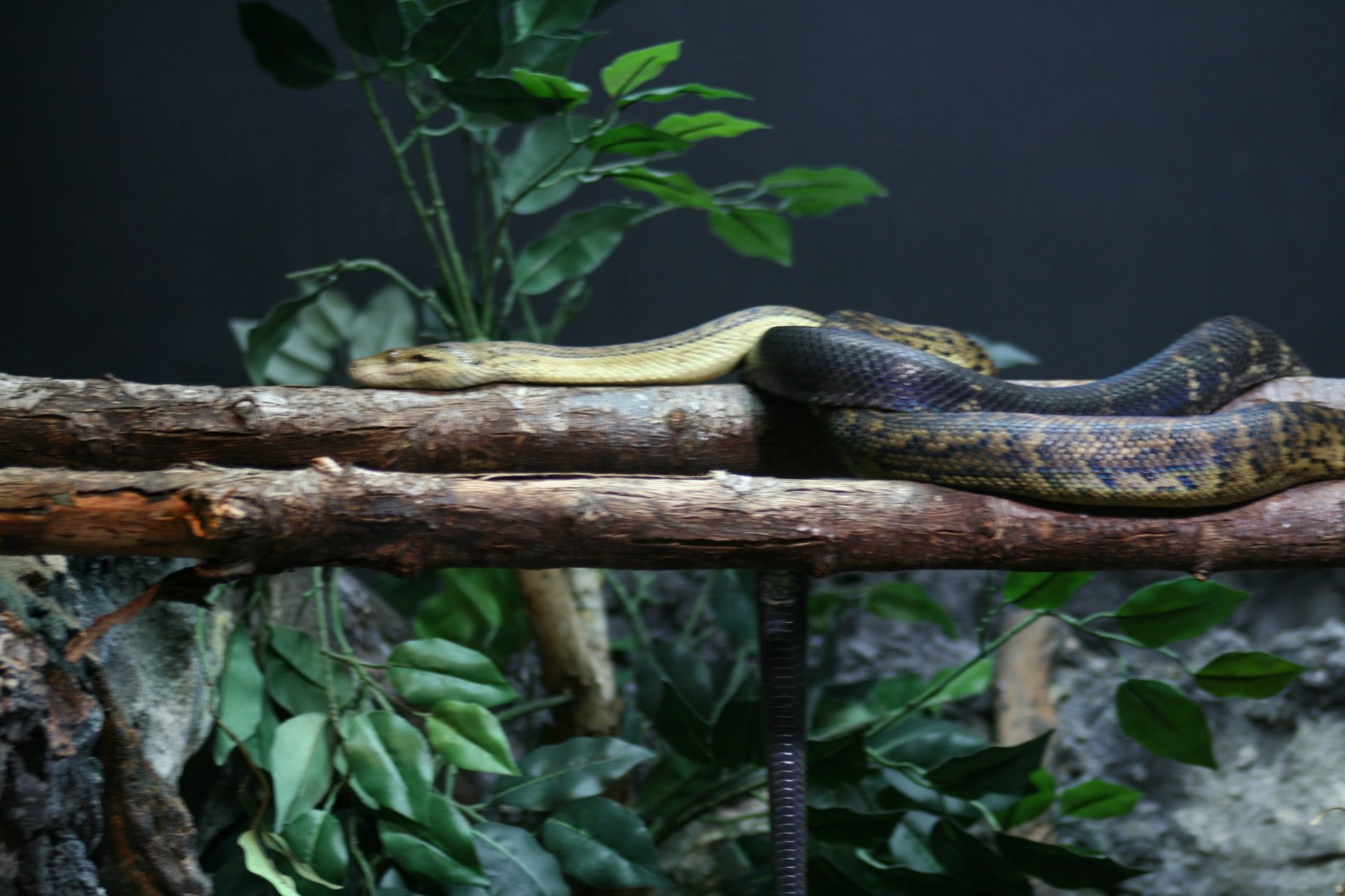 Carpet Python