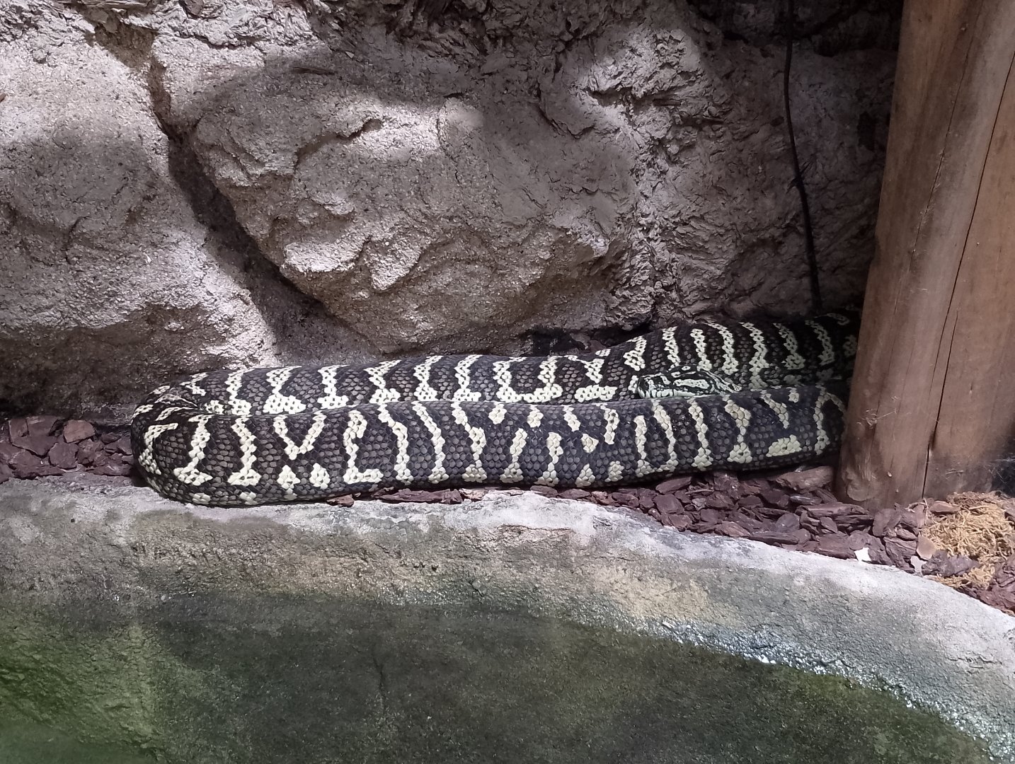 Carpet python