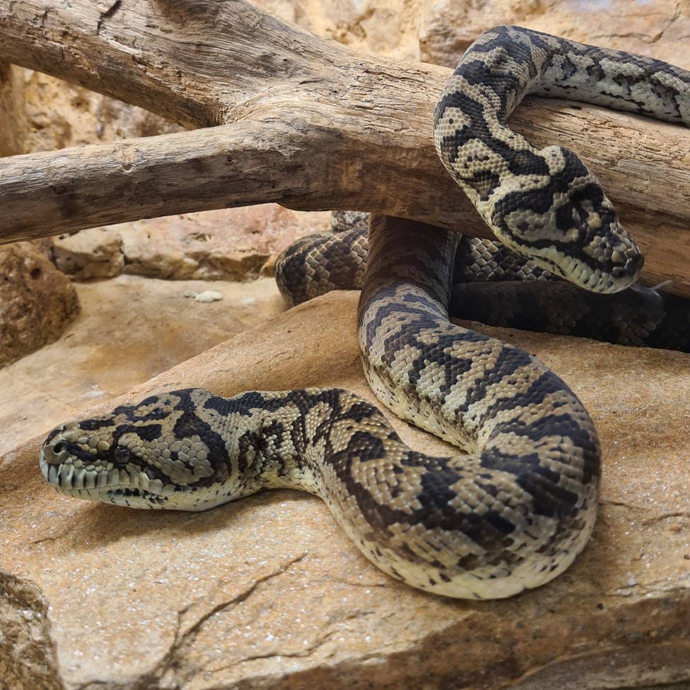Carpet pythons