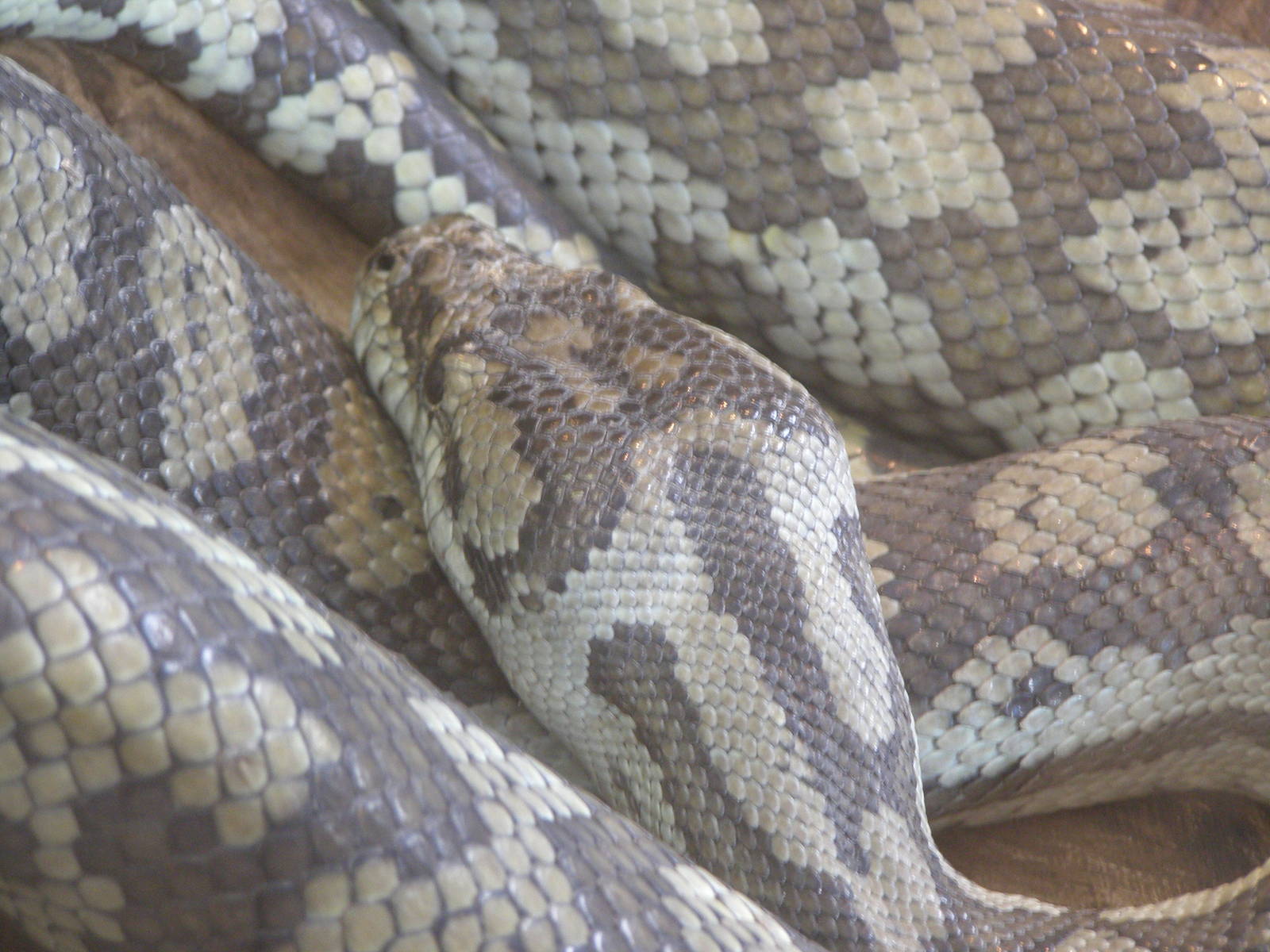 carpet pythoon (Morelia spilota)