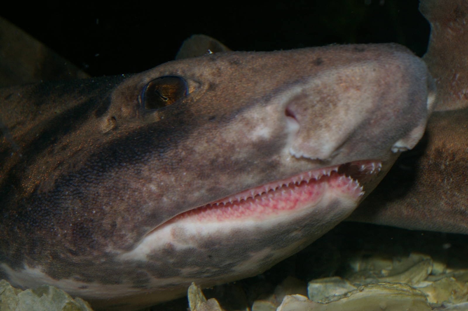 carpet shark (Cephaloscyllium isabellum)