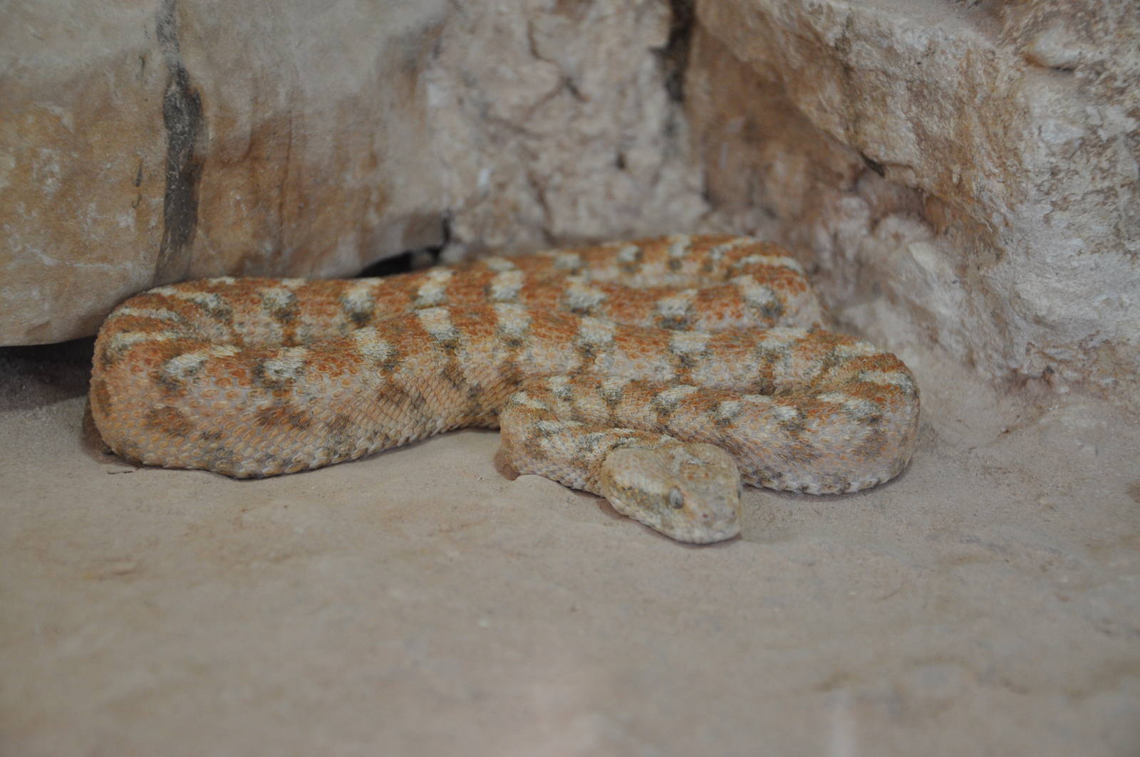 Carpet viper/ Echis coloratus