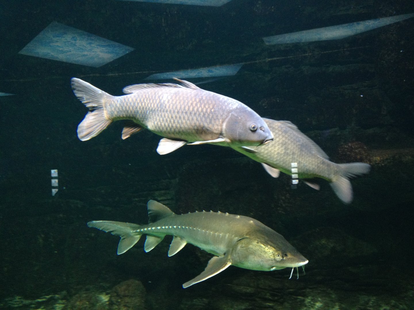 Carps and sturgeon