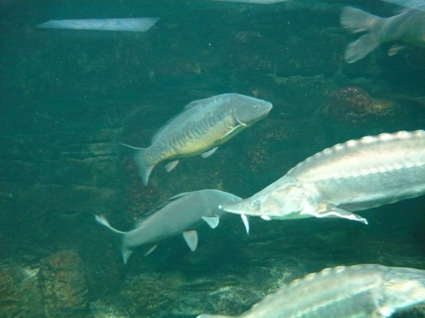 Carps and sturgeons