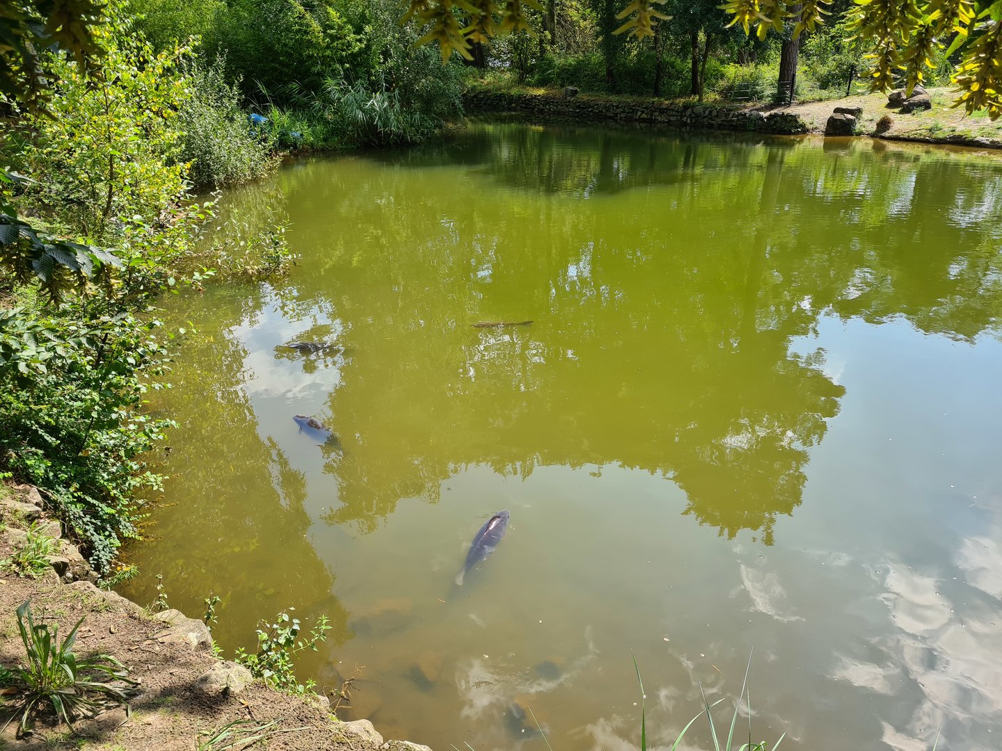 Carps in African penguin pond