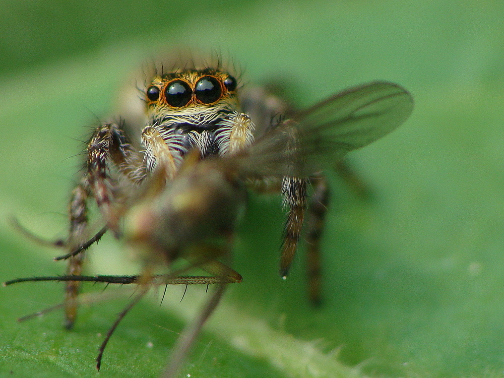 Carrhotus xanthogramma - women