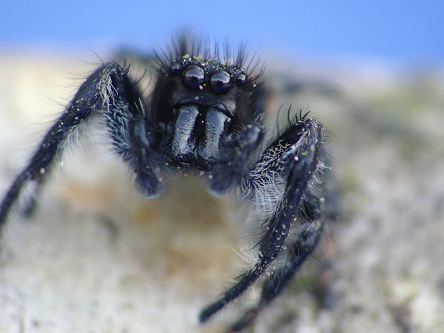 Carrhotus xanthogramma