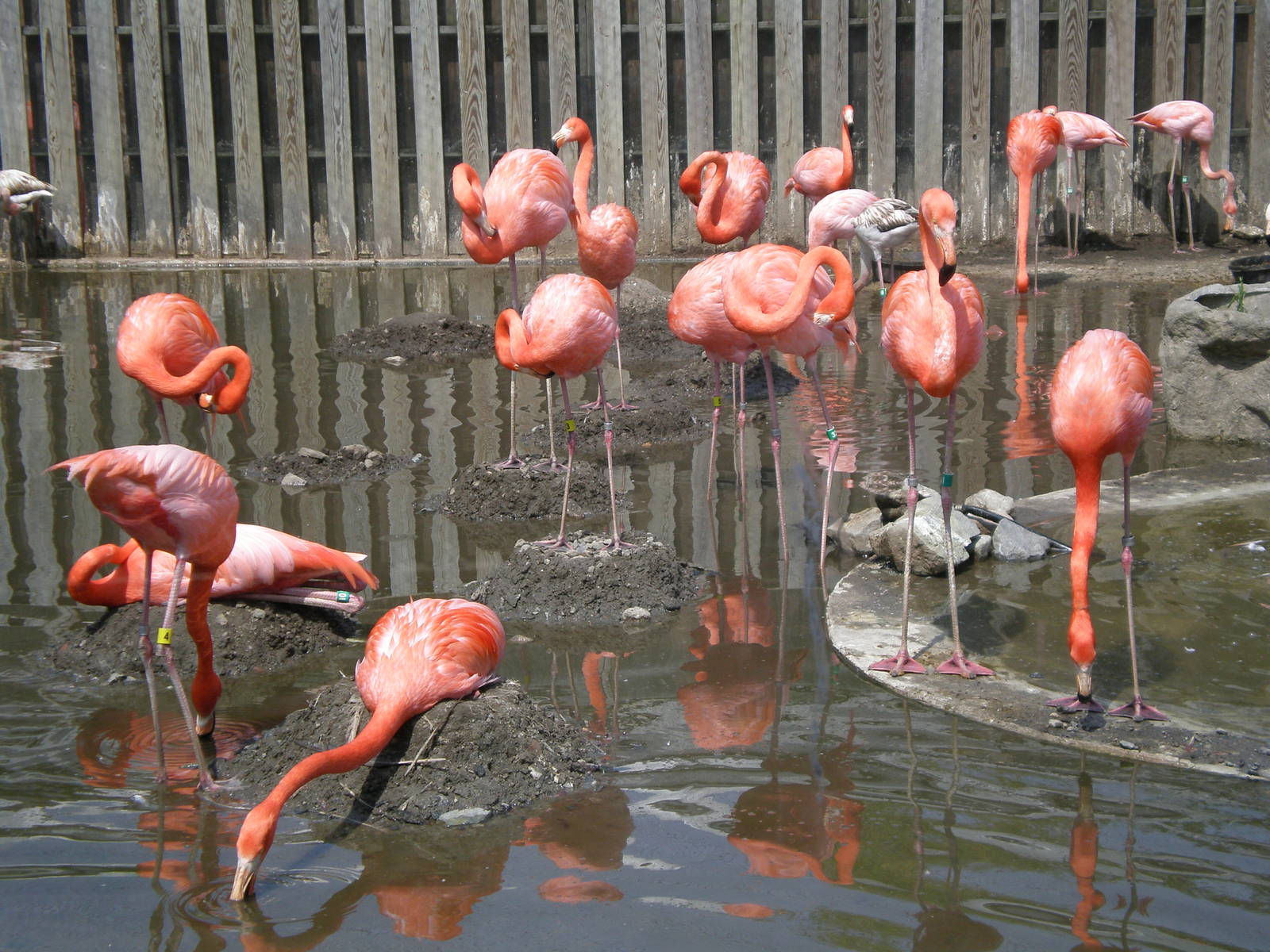 Carribean and Chilean Flamingo- Stone Zoo MAY07 II