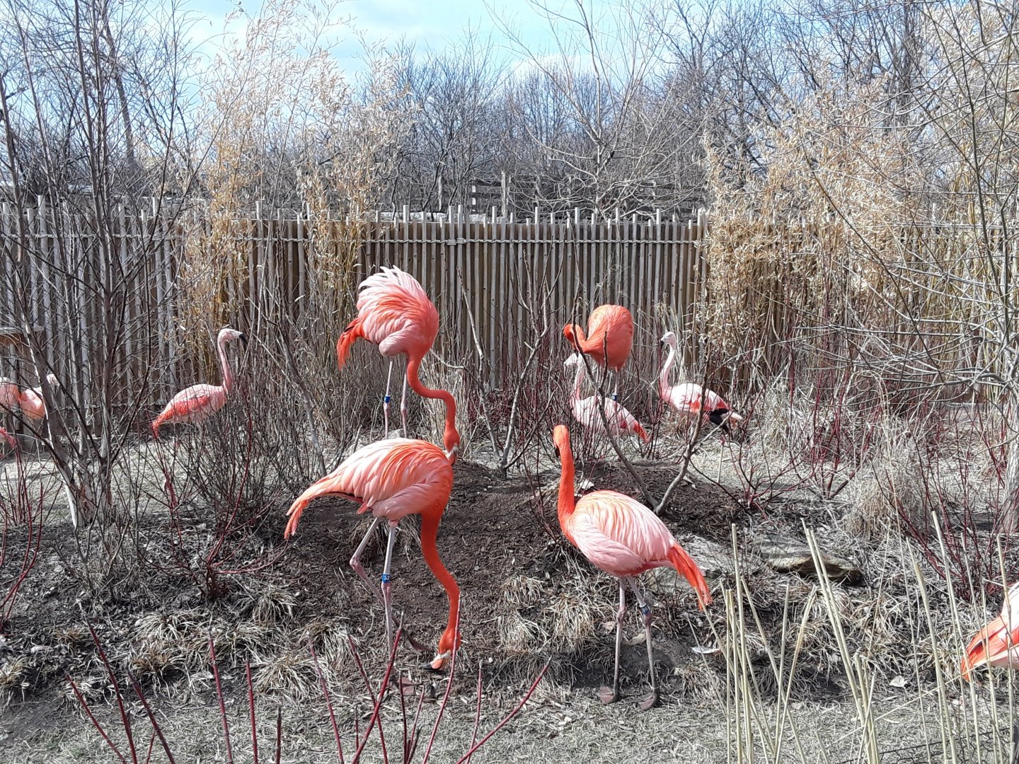 Carribean and Chilean Flamingos