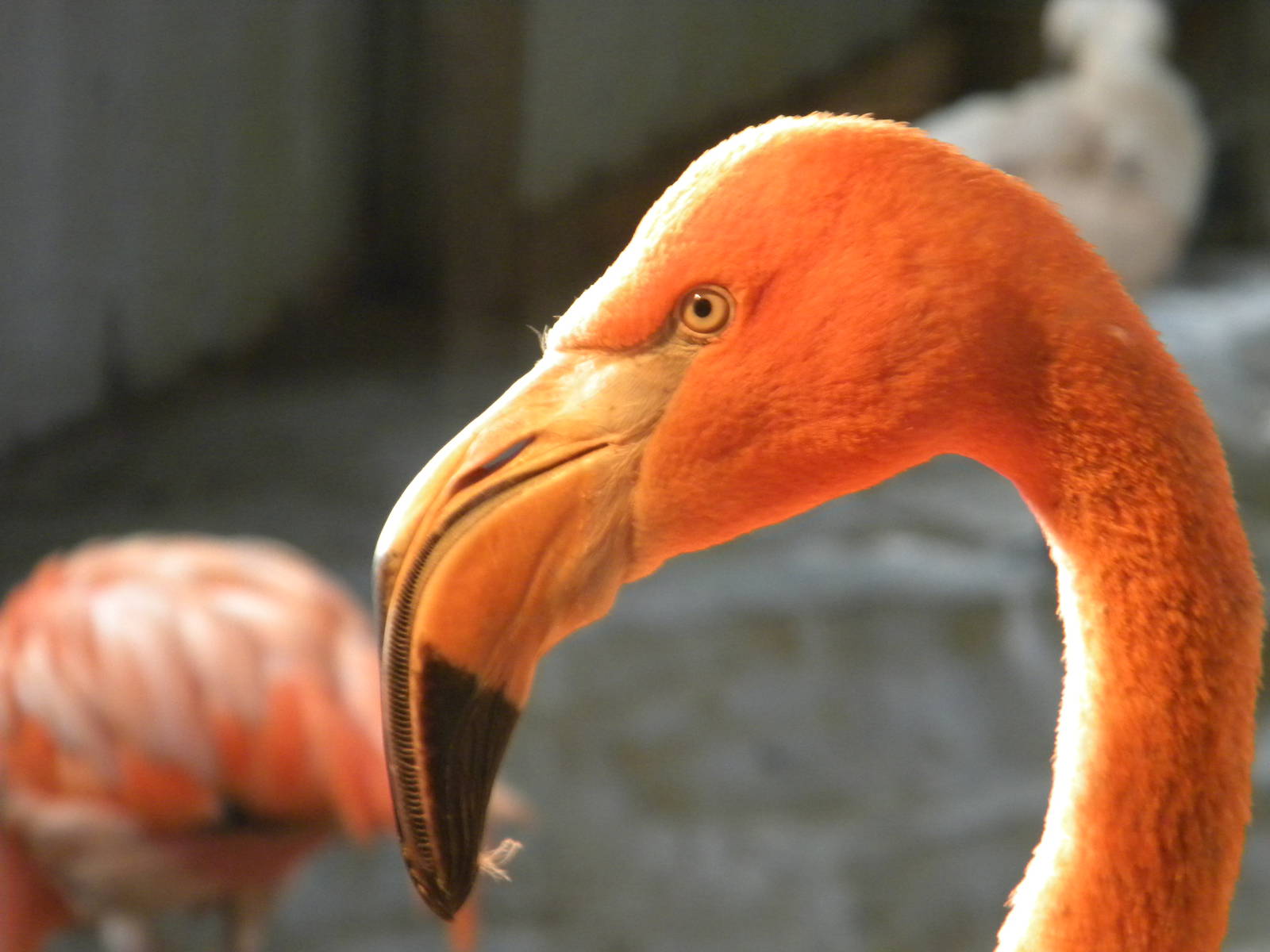 Carribean Flamingo.
