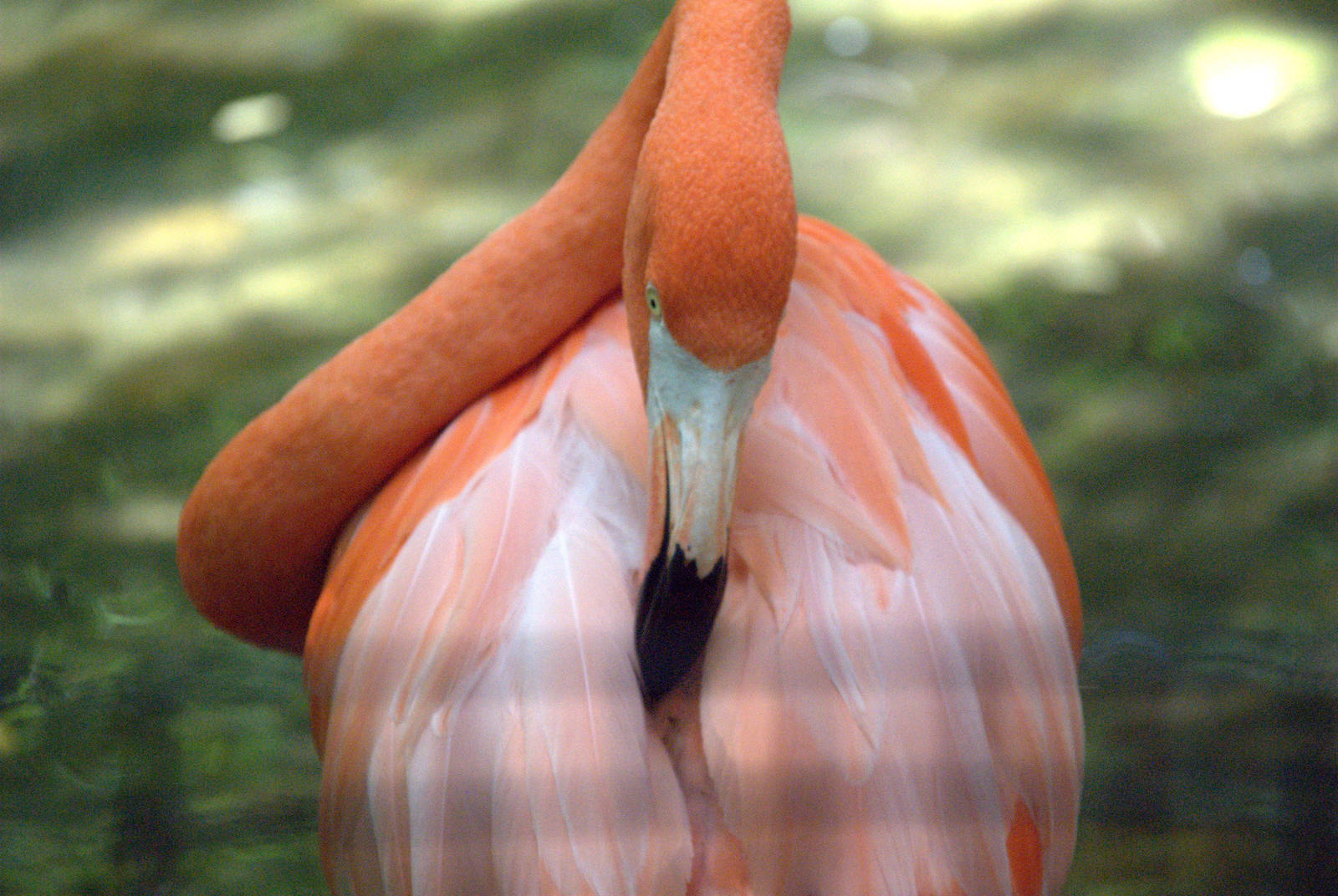 Carribean Flamingo