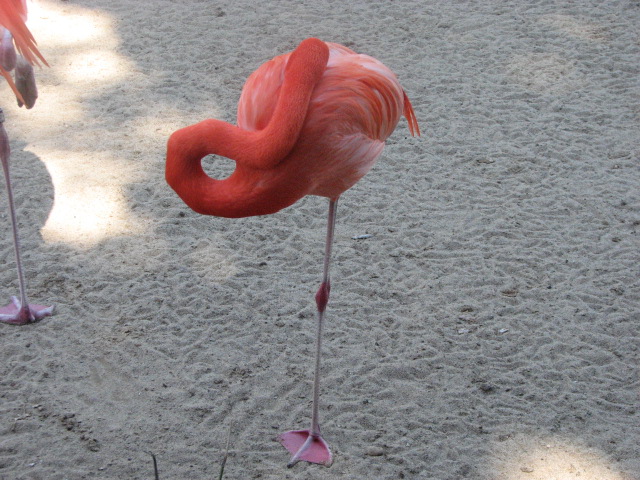Carribean Flamingo