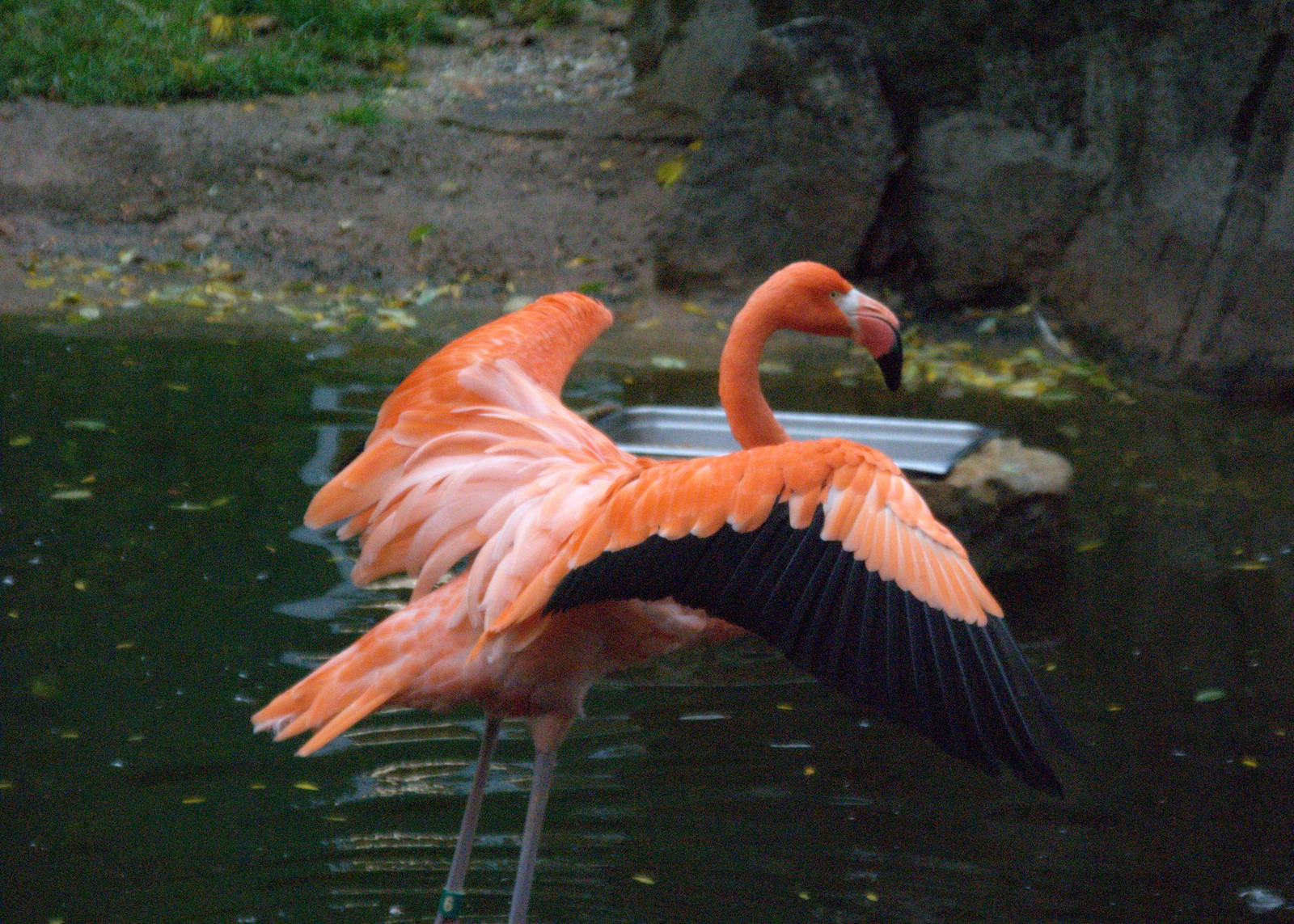 Carribean Flamingo
