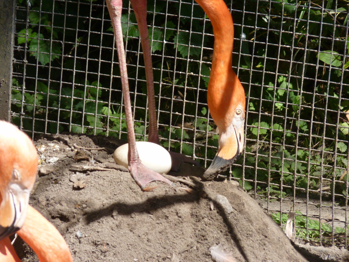 Carribean Flamingo