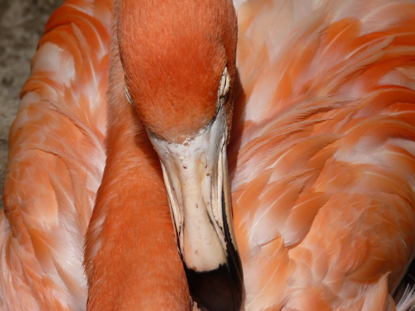 Carribean Flamingo