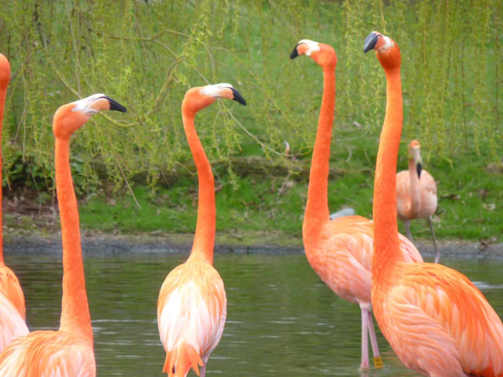 Carribean Flamingoes