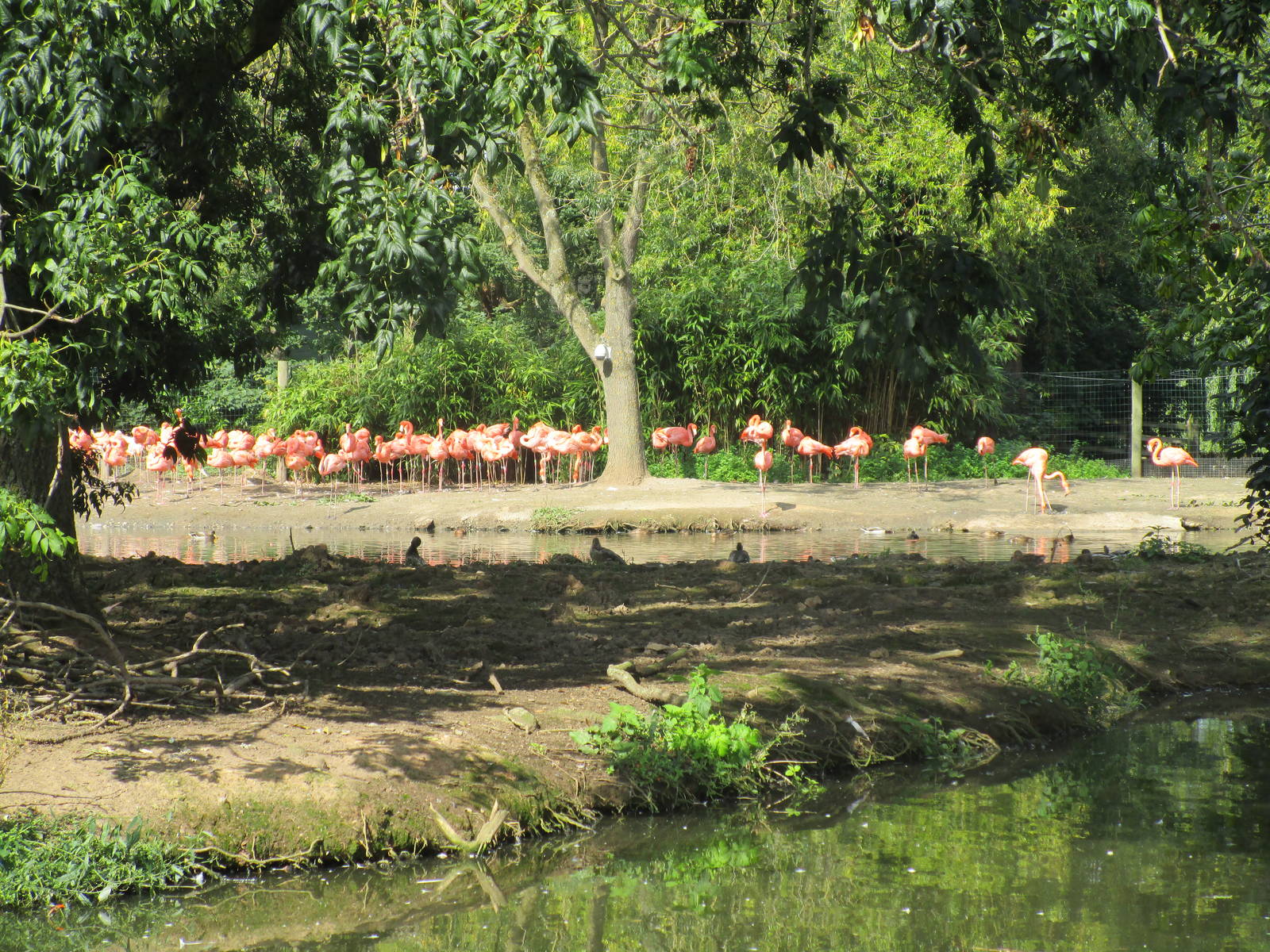 Carribean Flamingos - 07/09/15