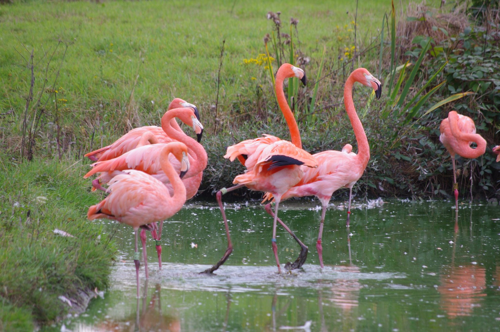 Carribean flamingos- 21/9/2024