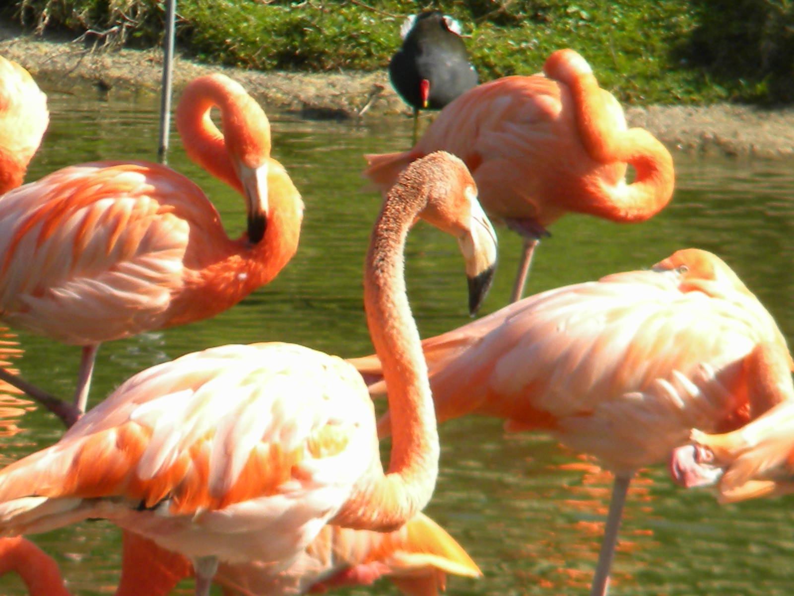 Carribean Flamingos at Blackpool Zoo 10th April 2011