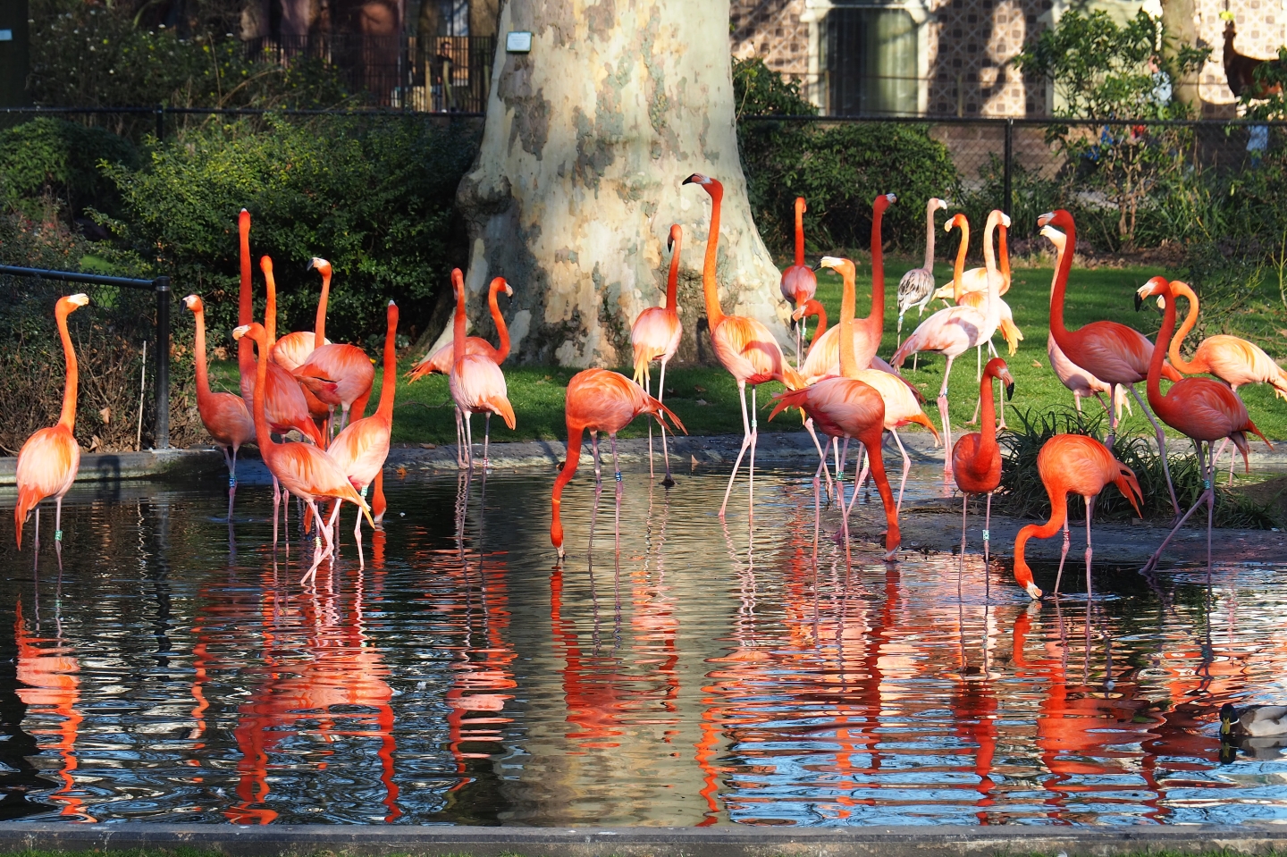 Carribean flamingos (Phoenicopterus ruber), Feb 27th, 2019