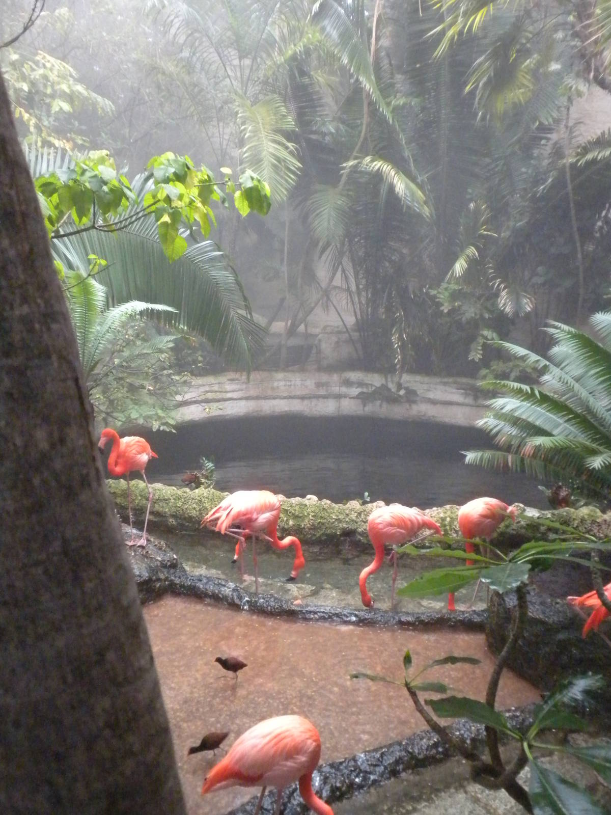 Carribean Flamingos